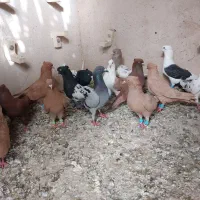 کفتر|پرنده|اهواز, باغ شیخ|دیوار