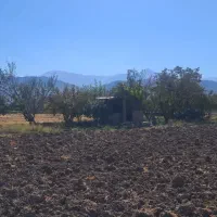 زمین باغ زرد الو و الوچه|فروش زمین و ملک کلنگی|کشکسرای, |دیوار