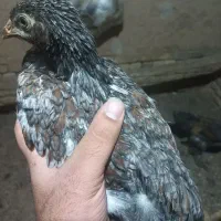 جوجه مرغ و خروس زینتی
