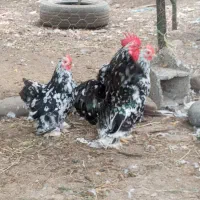 جوجه کوشین بلک متلد اصیل|حیوانات مزرعه|لاهیجان, بازکیاگوراب|دیوار