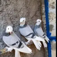 کبوتر ترکیه شازده ماده