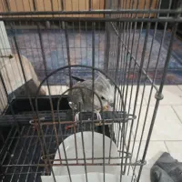 عروس هلندی نر