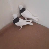 کبوتر طوقی|پرنده|شاهین‌شهر, گرگاب|دیوار