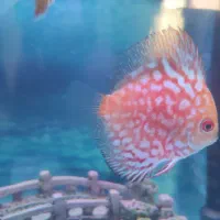 ماهی دیسکس|ماهی|مشهد, اروند (کشف)|دیوار