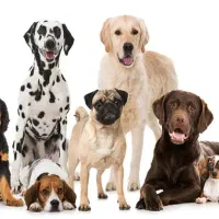 دو عدد سگ پیدا شده