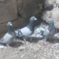 پلاکی|پرنده|تبریز, |دیوار