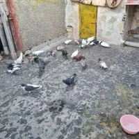 کفترا پرشی رنگی|پرنده|قزوین, |دیوار