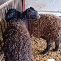 شیشک قوچ هترو