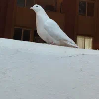 کبوتر|پرنده|شاهینشهر, مسکن مهر|دیوار