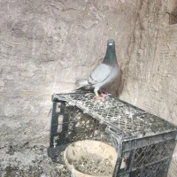 پلاکی مقام دار