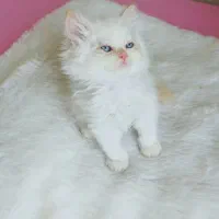 بچه گربه پرشین پرشین های اشرافی و شجره دار