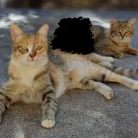 بچه گربه و مامانش