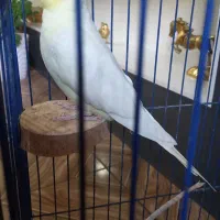 عروس هلندی