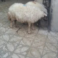 گوسفند وبز فوق چاق در ملگشاهی
