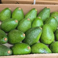 آووکادو عمده