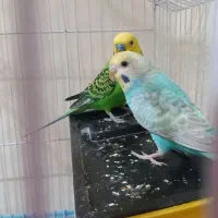 مرغ عشق جفت