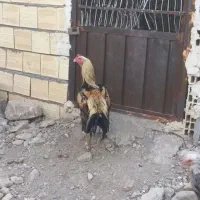 خروس لاری و مرغ|حیوانات مزرعه|الوند, |دیوار