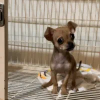 شیواوا سگ جیبی