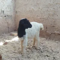 یک عدد بره ماده