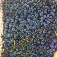 انگور|خوردنی و آشامیدنی|خمین, |دیوار