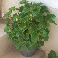 گل طبیعی|گل و گیاه طبیعی|بروجرد, |دیوار