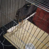 عروس هلندی و مرغ مینا