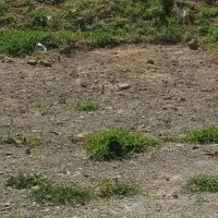 فروش زمین باغی