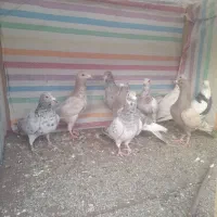 کبوترنامه بر