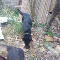 واگذاری سگ نگهبان ژرمن سراب