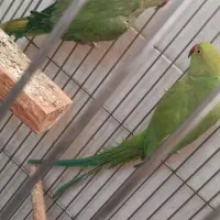 طوطی ملنگو ماده|پرنده|قم, سراجه (۱۵ خرداد)|دیوار