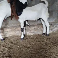 بزغاله‌اصل‌پاکستانی