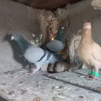 .کبوتر المانی