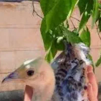 طاووس مرغ و بلدرچین آمریکایی