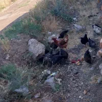 جوجه ۱۰۰ روزه