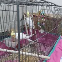 عروس هلندی