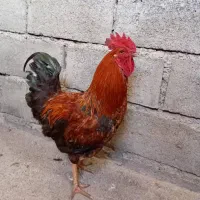 چهار عدد خروس