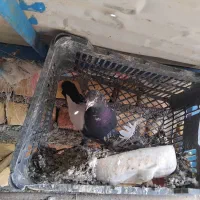 سینه‌دم‌سیاه‌،سرور|پرنده|ساوه, |دیوار