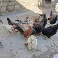 مرغ خروس جوجه کوردی|حیوانات مزرعه|کرمانشاه, |دیوار