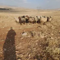 19راس ششیک میش آبستن