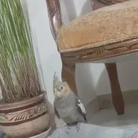 گمشده