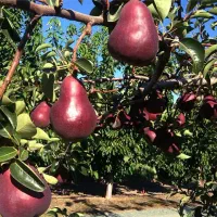 آغاز پیشفروش نهال گلابی انجو دوساله|خدمات باغبانی و درختکاری|ویسیان, |دیوار