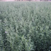 بذریونجه بغدادی دستگیر|خدمات باغبانی و درختکاری|اهواز, زرگان|دیوار