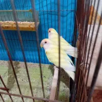 کوتوله رنگ خاص