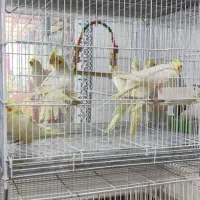 هلندی بار جدید