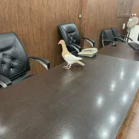 یهودی خارجی همه چی تموم|پرنده|شیراز, امام حسین|دیوار