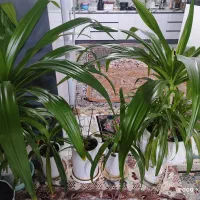 گل های اشک ملکه از کوچک ب بزرگ|گل و گیاه طبیعی|پیر بکران, |دیوار