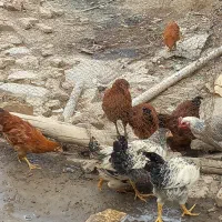 مرغ و خروس