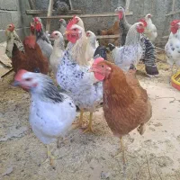 ۵ عدد خروس برای فروش موجوده|حیوانات مزرعه|کلاچای, |دیوار