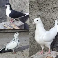 3تا کبوتر نر