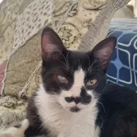 واگذاری رایگان بچه گربه دستی